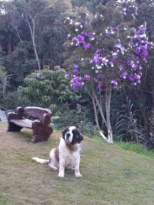 Kosmo Dogs Titânia