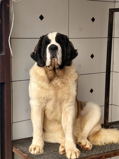  Kosmo Dogs Titânia