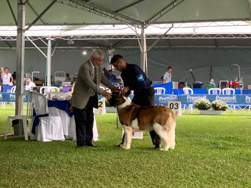  Kosmo Dogs Titânia