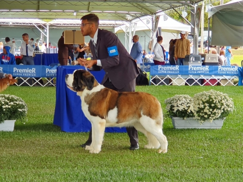  Kosmo Dogs Titânia