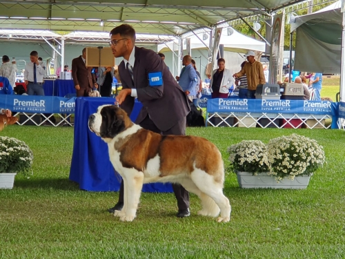  Kosmo Dogs Titânia